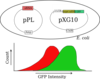 2-plasmid Diagram Clip Art