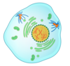 Prophase Clip Art