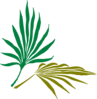 Palmetto Clip Art