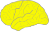 Yelow Brain Clip Art