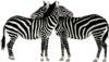Knotty Girls Zebras Clip Art
