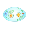 Telophase Clip Art
