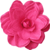 Pink Camelia Clip Art