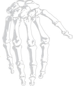 Hand Bones Clip Art