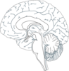 Brain Inside View 5  Clip Art