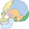 Skull Clip Art