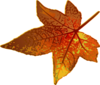 Fall Maple Leaf Clip Art