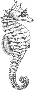 Silver Seahorse Clip Art