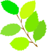 Tree Branch Clip Art