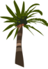 Palm Tree Clip Art