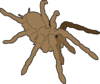 Tarantula Clip Art