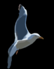 Seagull2 Clip Art