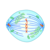 Metaphase Clip Art