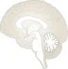 Encefalo Clip Art
