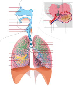 The Res System Clip Art