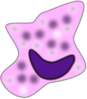 Macrophage  Clip Art