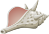 Conch Shell Clip Art