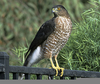 Juvenile Coopers Hawk Image