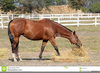 Horse Hay Clipart Image