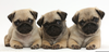 Cute Dog Breeds Image