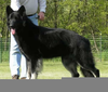 Black Shiloh Shepherd Image