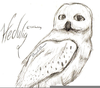 Hedwig Drawings Owl Image