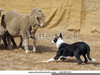 Dog Herding Trial Clipart Image
