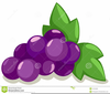 Bunch Of Grapes Clipart Image