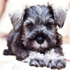 Clipart Miniature Schnauzers Image