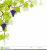 Grapevines Clipart Image