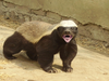 Honey Badger Image