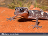 Gecko Big Eyes Image