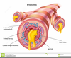 Pulmonary Function Clipart Image