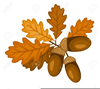 Oak Leaves Acorns Clipart Image