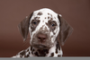 Brown Spotted Dalmatian Image