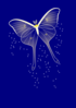 Butterfly In The Night Clip Art