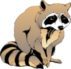 Raccoon Clip Art