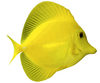 Angelfish Clipart Image