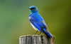 Mountain Blue Bird X Image