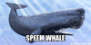 Whale Image