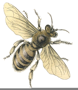 Vintage Honey Clipart Image