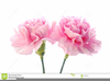 Red Carnation Clipart Image