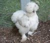 Baby Silkies Image