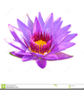 Mum Flower Clipart Image