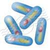 Bacteria Image