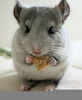 Chinchilla Eating Gif Image