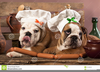 Bulldog Puppies Clipart Image