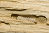 European House Borer Image