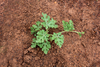 Cantaloupe Seedling Image