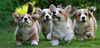 Happy Corgi Puppies Image